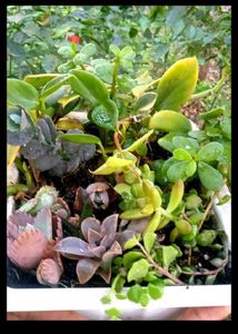 Summer Succulent Plants