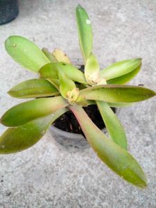 Assorted Plants