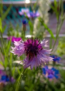 Cornflowers Seeds Mixed Colors