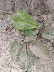 Money Plant ☘️🌿