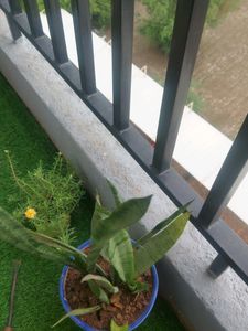 Snack PLANT Without Pot