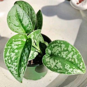5 Rare Variety Of Plants