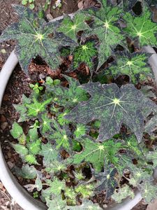 flowering plants combo