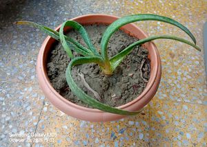 Potted Aloe Plant