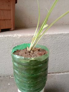 Spider Plant in Concrete Pot