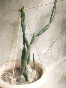 Cactus Only Single Shoot With Root,