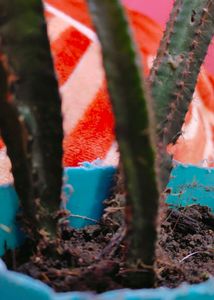 Cactus Plant