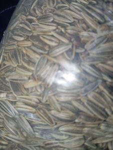 Sunflower Seeds 🌻🌻🌻🌻🌻