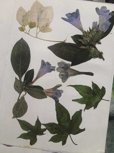 Dried Flowers