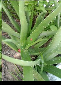 ALOEVERA