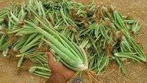 Live Aloe Vera Plant