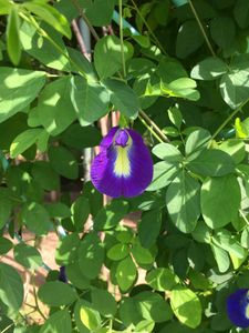 Butterfly pea seeds🫛