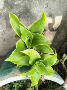 Basket Plant