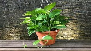 Big Money Plant
