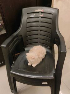 3-Neelkamal Chair(chair for sale, not the cat)