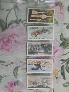 Cigrate Cards Collection