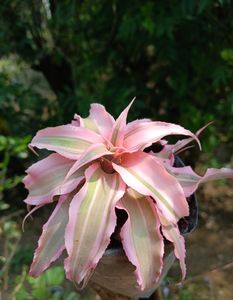 Cryptanthus