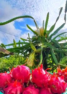 Red Dragon Fruit Plant (Bare Rooted)