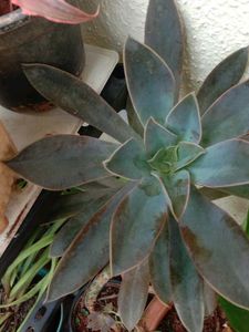 Plant Combo Of10