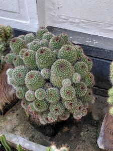 ball cactus 🌵
