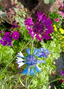 Cornflowers Seeds Mixed Colors