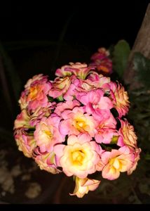 Rare Kalancho Flower