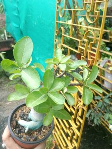 Adenium Arabicum Live Plant (Tk)