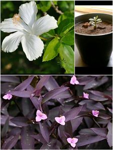 Combo For priya_prasad Mam