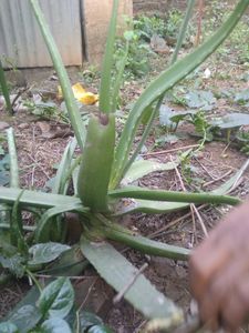 Alovera Plants 1pc