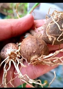 Mix Rain Lily Bulbs