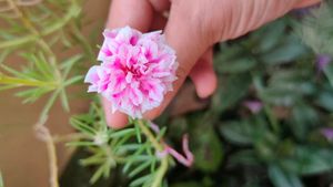 Portulaca