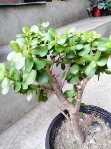 Jade Bonsai (Lucky Plant)