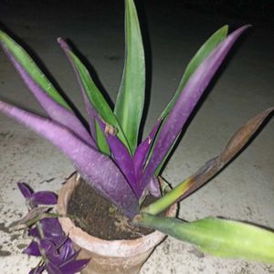 Combo Of 3 Plants