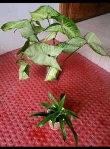 Pack 2 Arrowhead &amp; Callisia Fragrans: Plants &amp; Pot