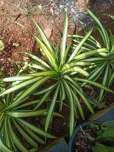 Natural Plants Combo
