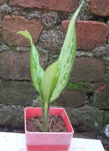 BUY 3 ☘️ 4 ₹120