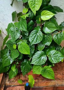 Betel Plant Paan