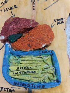 Human Digestive System 3D Model
