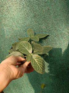 Fittonia Plant