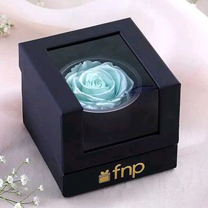 FNP Preserved Rose