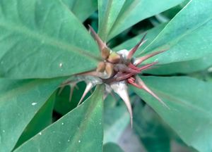 Euphorbia Milii