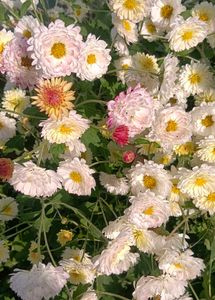 Chrysanthemum Plants With Roots  Multicolour