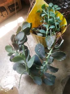 Live Full Pot Kalanchoi Plant With Root