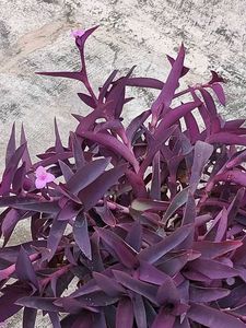 Purple Heart Plant