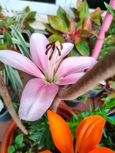 Aciatic lily 5 Plants