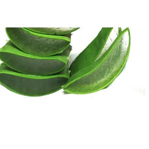 FRESH ALOEVERA , ORGANICALLY GROWN WITHOUT ANY CHEMICALS AND ETC, PURE AND NATURAL