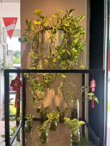 Njoy Pothos Money Plant