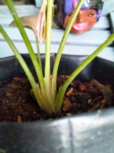 Air Purifying Snygonuims N Peperomia Combo