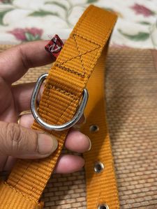 Dog Collar