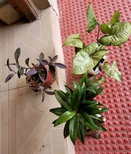 Set 3 Arrohead & Pink Heart & Syngonium Plants